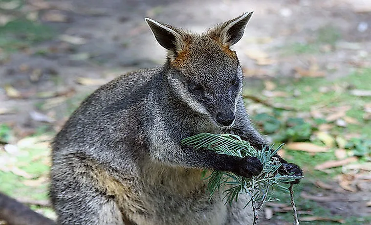 #7 Feral Wallaby