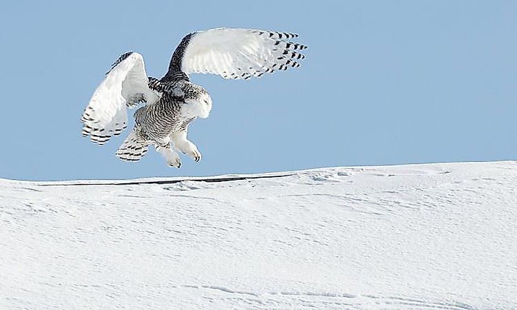 #4 Snowy Owl -