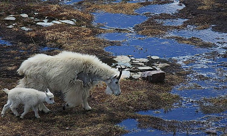 #15 Mountain Goat -