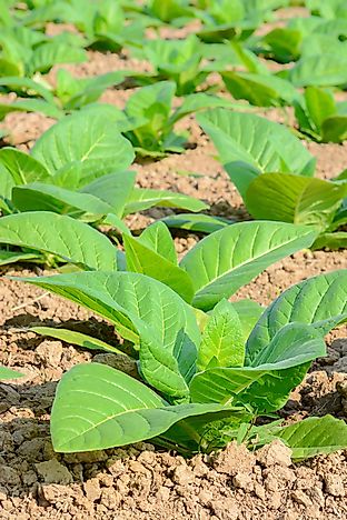 All about the Tobacco Industry