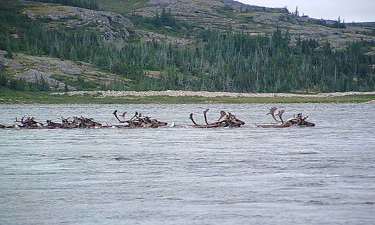 #14 Caribou -