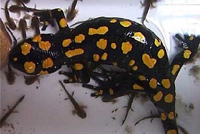 Native Amphibians Of Iran