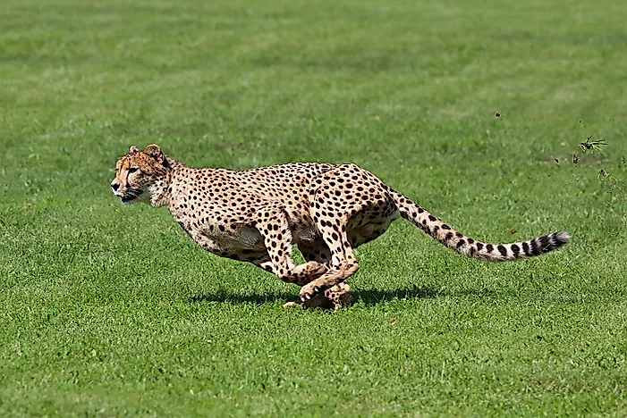 the-fastest-mammals-in-the-world-worldatlas