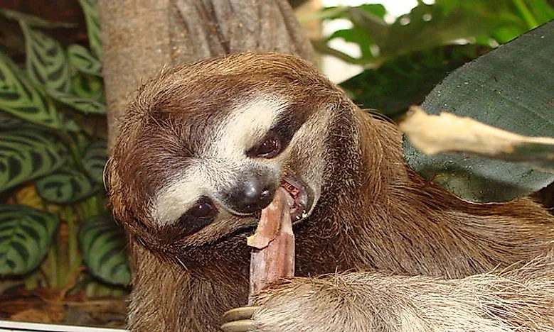 How Do Sloths Have Sex 31
