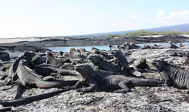#5 Marine Iguana -