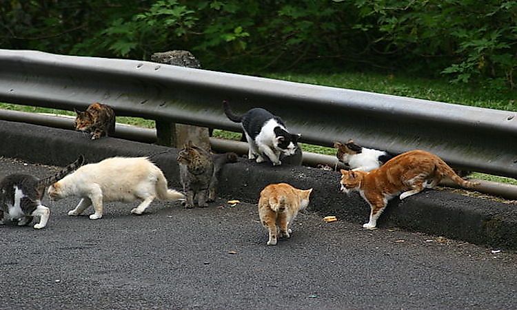 #5 Feral Cats And Dogs