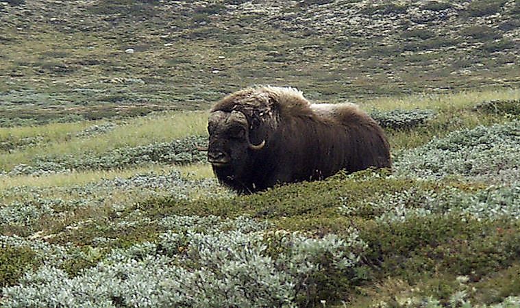#5 Musk Ox -