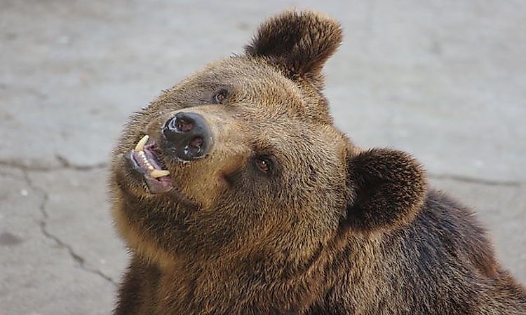 How Many Types Of Bears Are There Living In The World