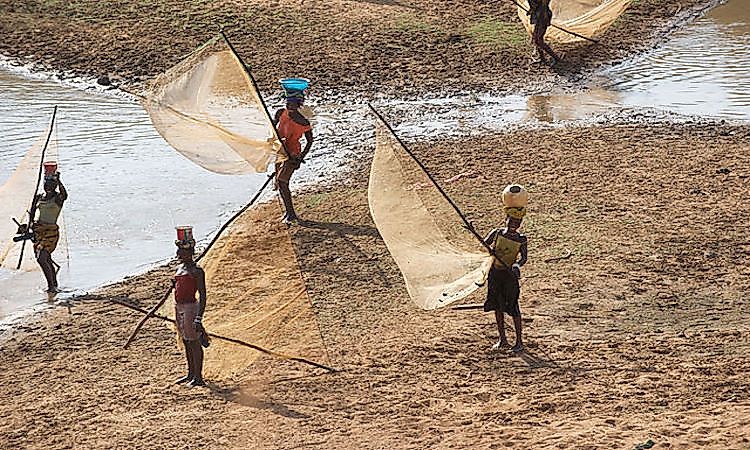 #9 Guinea -