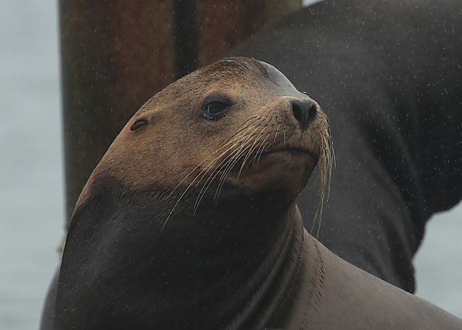 California Sea Lion Facts: Animals of North America