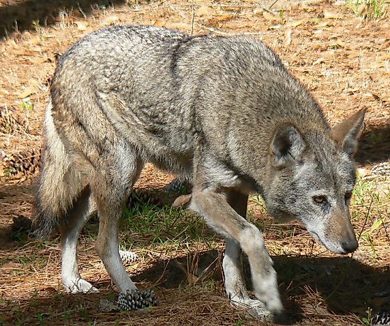 #8 Red Wolf