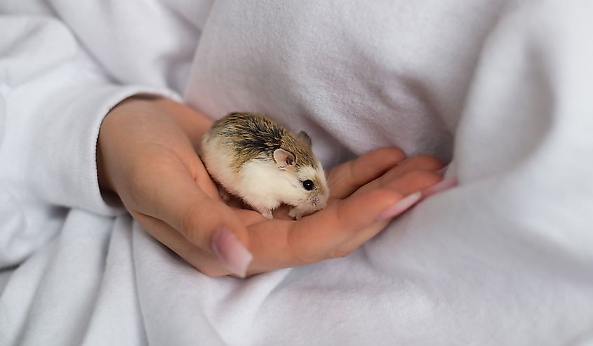 Girl is holding the Roborovski dwarf hamster in her hand