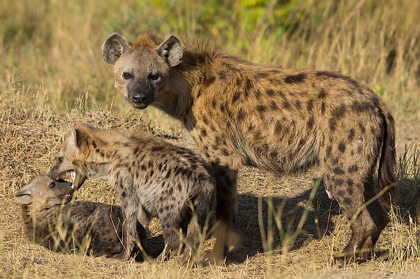 spotted hyena mother and cubs