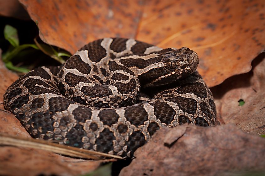 An eastern massasauga curled up on dead leaves.