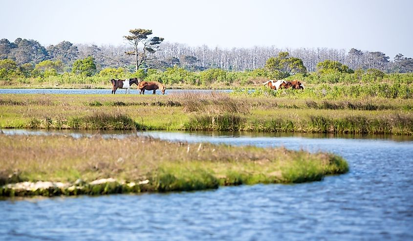 Scenic view of a marsh at Assateague Island National Seashore