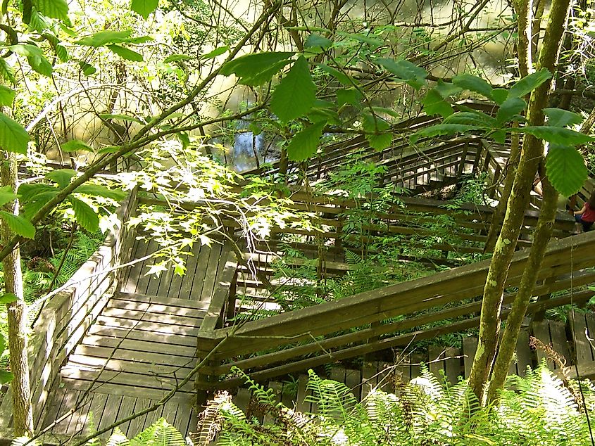 Stairs leading down to observation deck at Devil's Millhopper Geological State Park