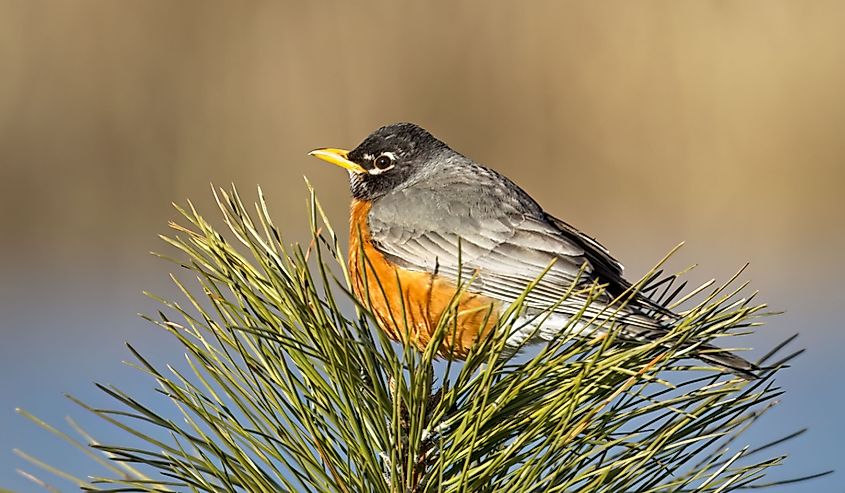 A cute American robin is perched on top of a small pine tree in early spring