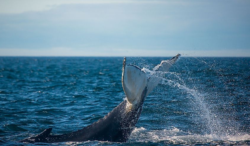 Humpback whale jumping out of the ocean water and splashing, Bay of Fundy, 