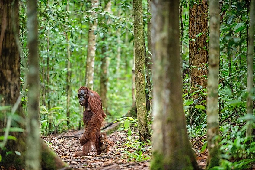 Indonesia orangutan