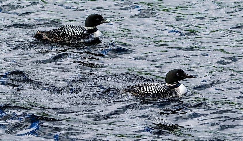 A pair of Common Loons on Siamese Pond In the Adirondack Mountains of New York State