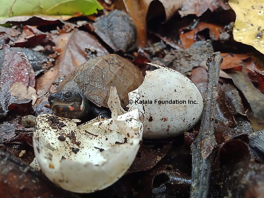 Philippines forest turtle hatchling