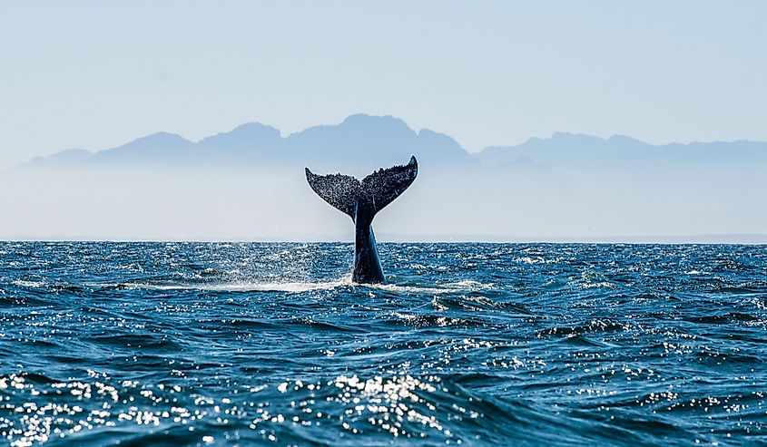 Seascape with Whale tail. The humpback whale (Megaptera novaeangliae) tail dripping with water in False Bay off the Southern Africa Coast.