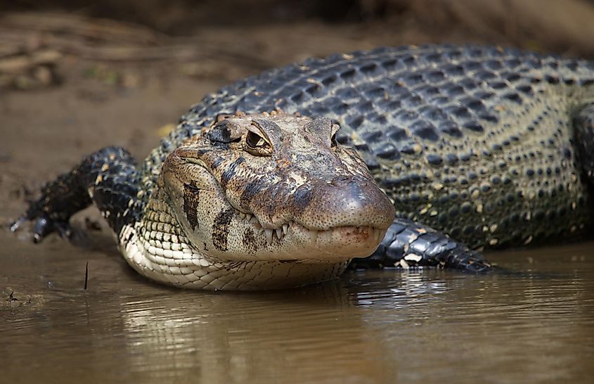 A black caiman in a water body in the Amazon rainforest.