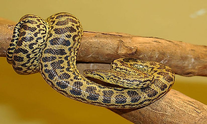The yellow anaconda or the Paraguayan anaconda (Eunectes notaeus) 