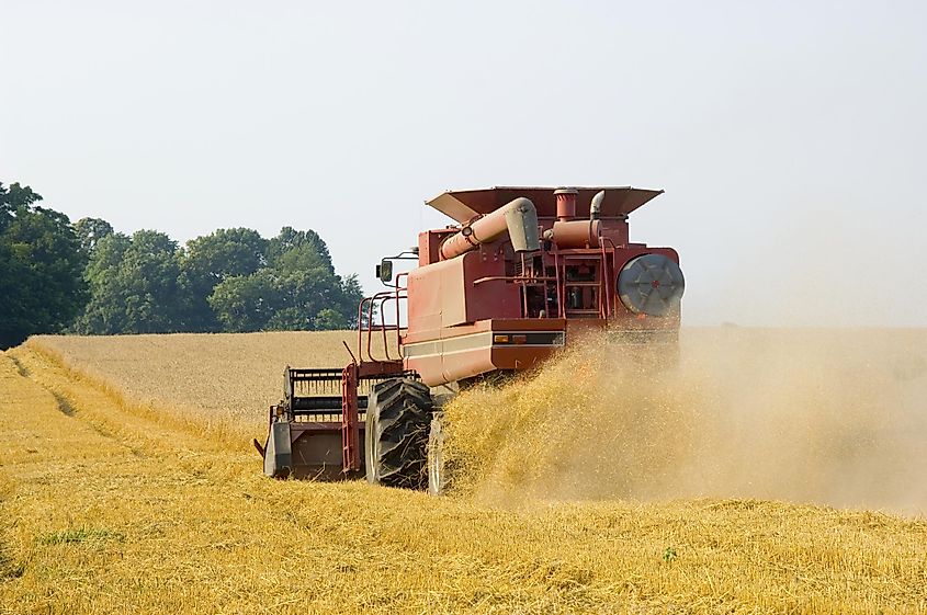 Wheat harvest in the fall season in a field in Illinois.