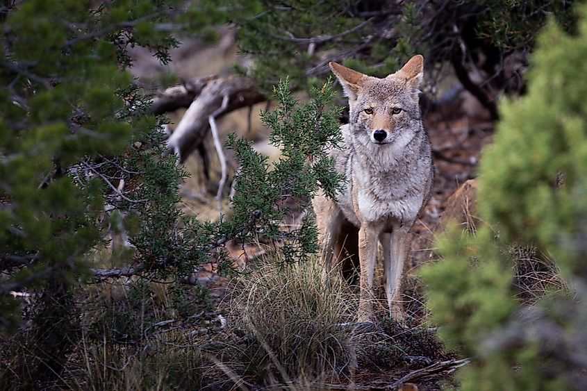 coyote in the bushes of Mesa Verde National Park