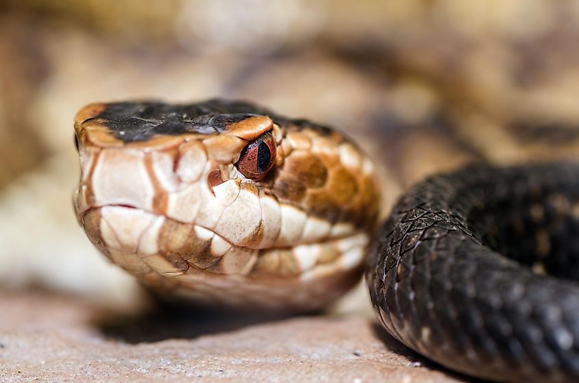 Extreme close up image of cottonmouth snake (Agkistrodon piscivorus).