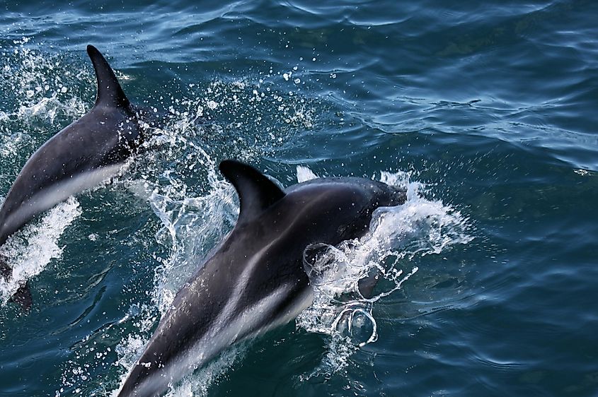 Dolphins in the sea near Kaikōura, New Zealand