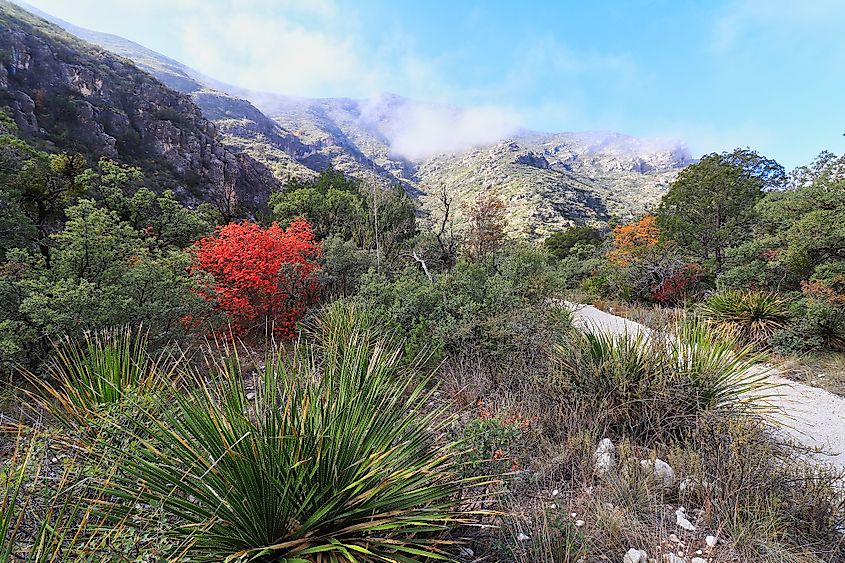 Mckittrick Canyon in the Guadalupe Mountains, Texas.