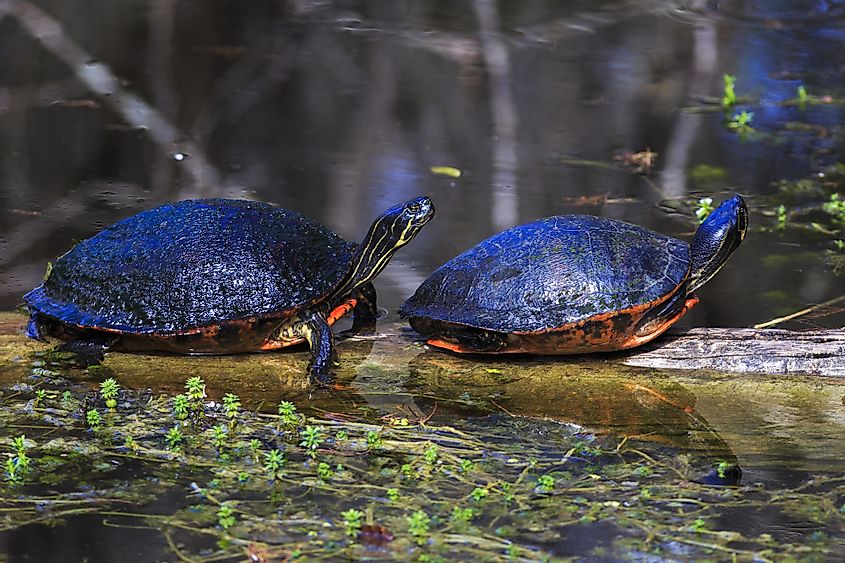 Red-bellied Cooter turtles enjoying a sunny afternoon in Everglades National Park