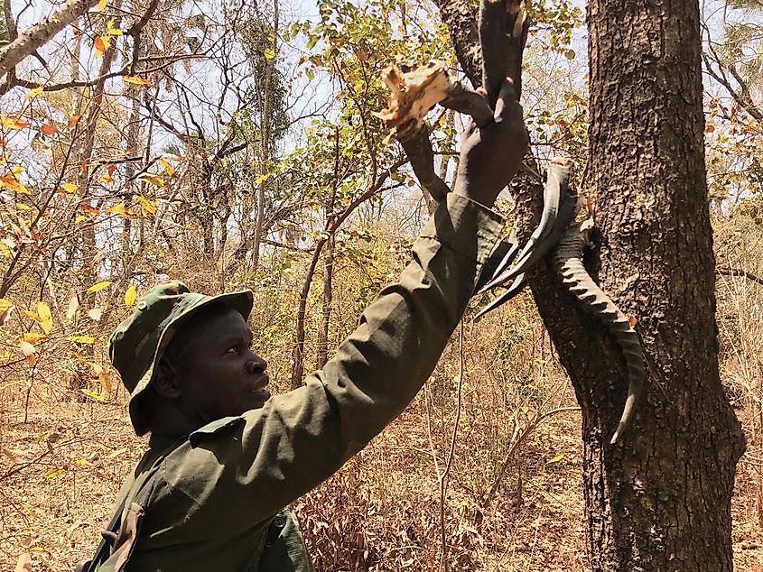 Wildlife Poaching Niokolo Koba