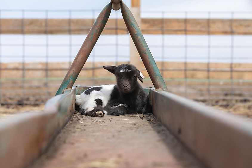 Newborn fainting goat sitting in feed trough at a farm.