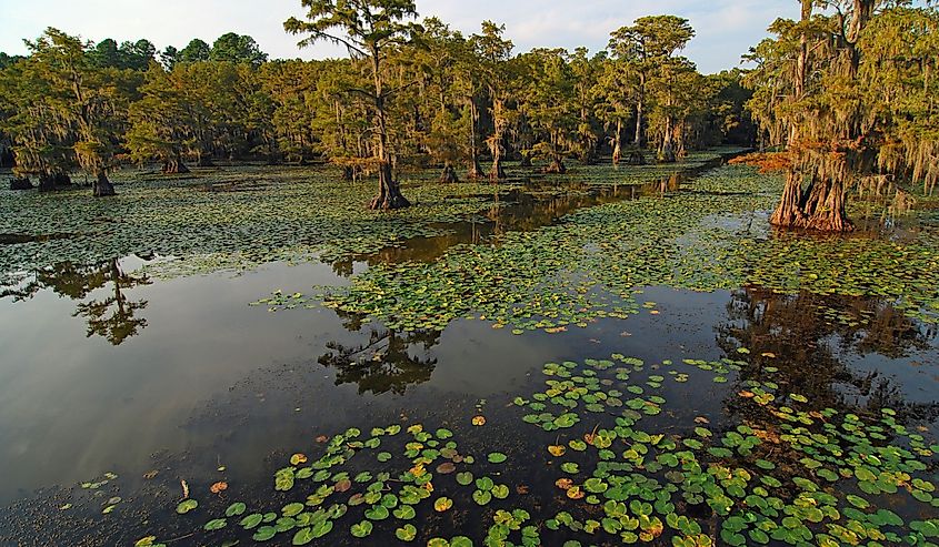 An open path of water through lily pads and cypress trees on Caddo Lake on border of Louisiana and Texas.