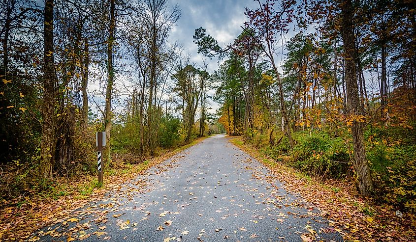 Road and autumn leaves at Chincoteague Island, Virginia