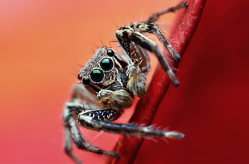 A beady-eyed jumping spider in front of a red backdrop