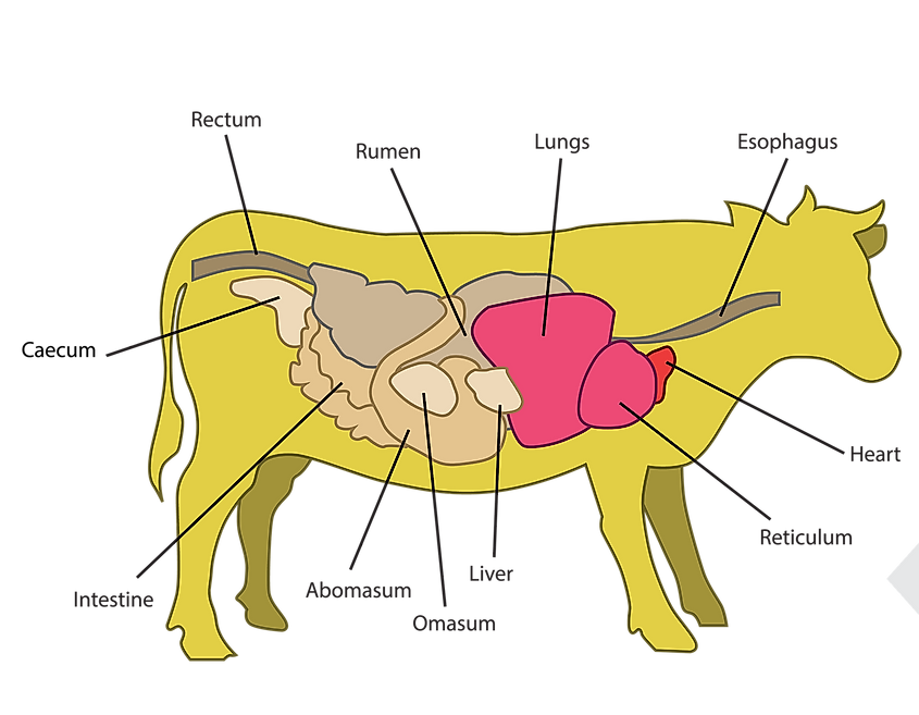 Ruminant stomach