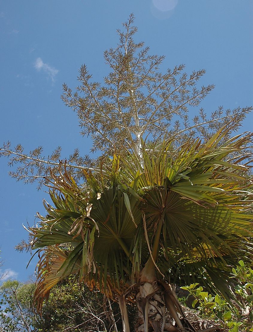 A photograph of the palm Tahina spectabilis - John Dransfield via wikipedia.org