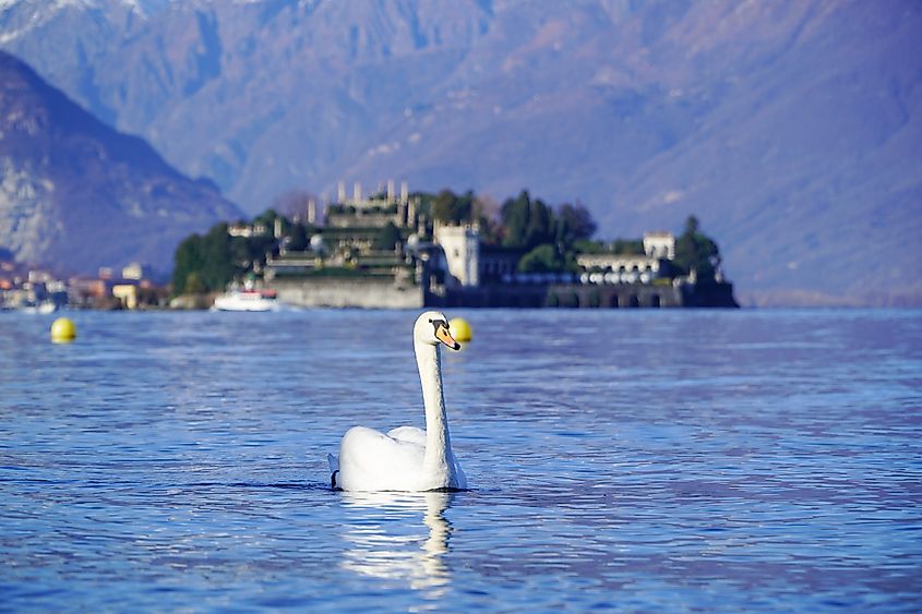 Swan in Lake Maggiore.
