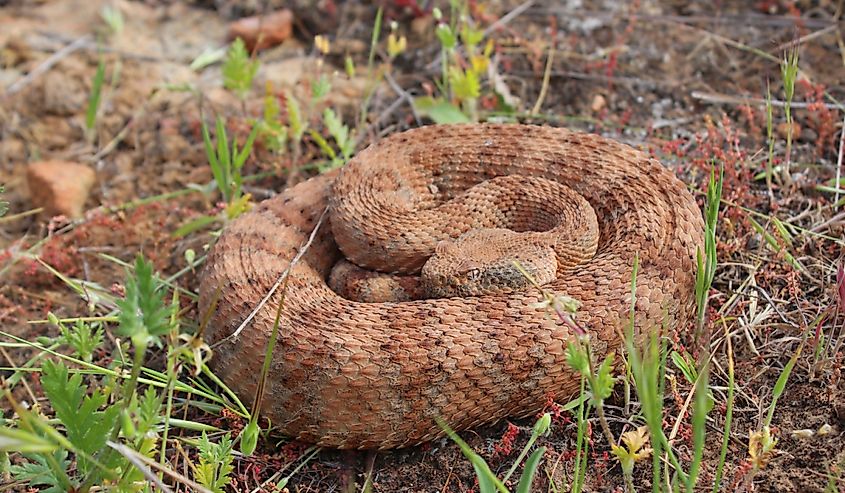 Southwestern Speckled Rattlesnake curled up in the grass