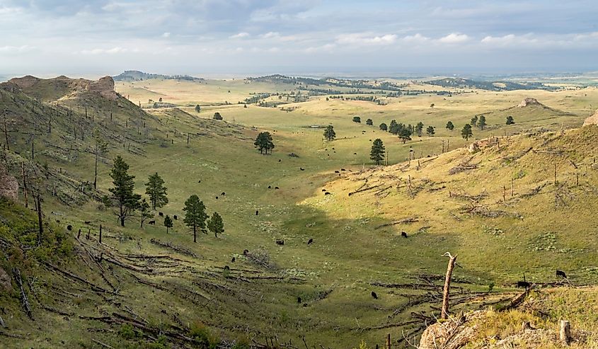 Late summer scenery of a valley in Nebraska National Forest near Chadron with a cattle