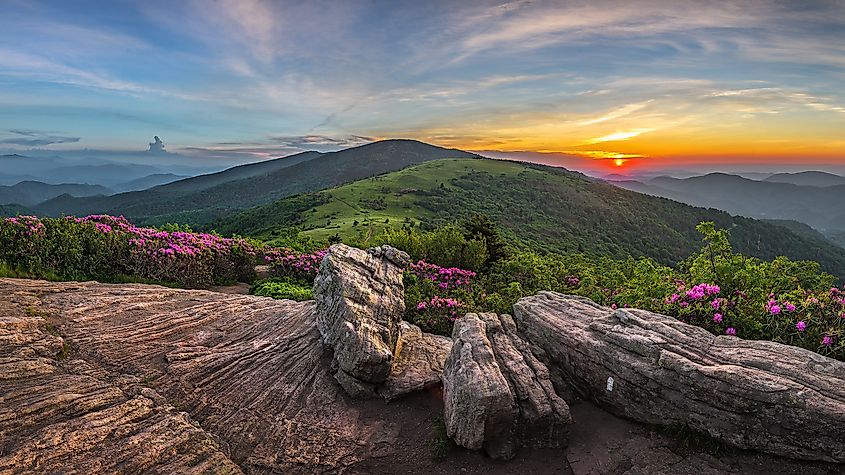 Rhododendron bloom in Roan Mountain State Park, Tennessee.