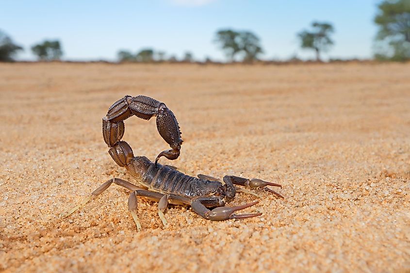 A dark-colored scorpion on a flat bed of sand. 