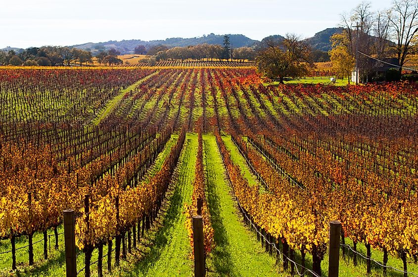 Fall vineyards near Healdsburg, California.