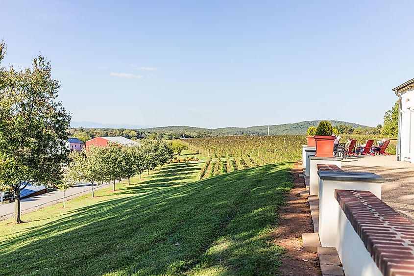 Vineyards in Barboursville, Virginia, USA, with people relaxing by the picturesque view of winery grape rows.