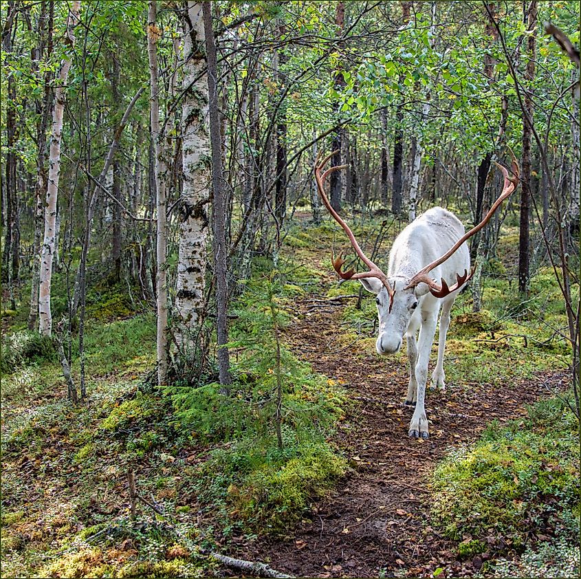reindeer in Kola Peninsula