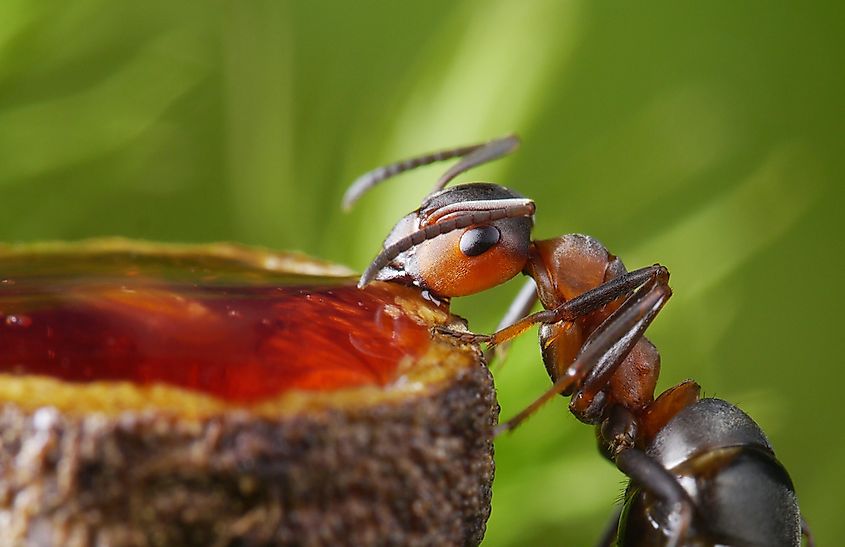Interestingly, some of the most harmful and persistent ants have the most simple diets.